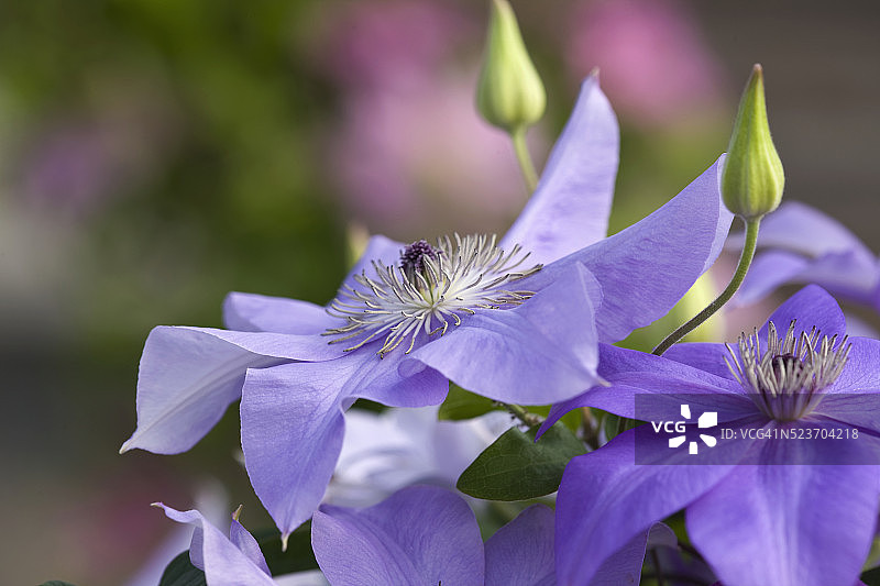 雷蒙德·埃维森铁线莲图片素材