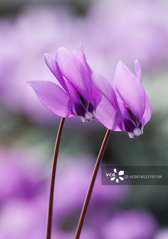 银木苗圃的仙客来图片素材