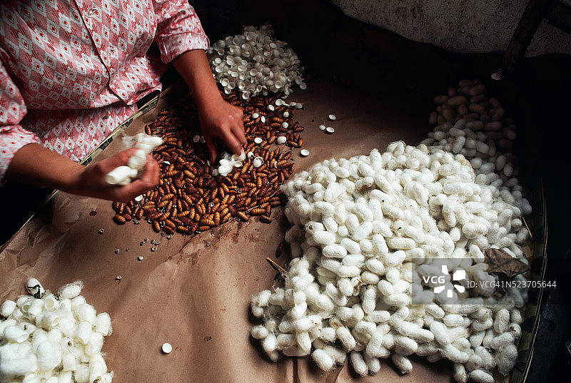 中国分离蚕茧中的幼虫图片素材