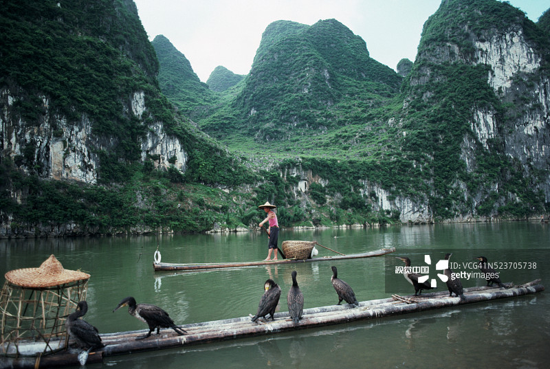 中国漓江上的鸬鹚和撑篙人图片素材