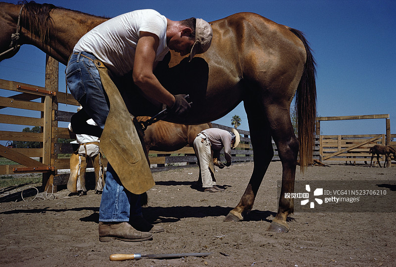 男人们给马钉马掌图片素材