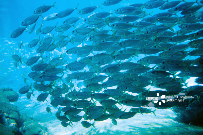 学校的鱼图片素材