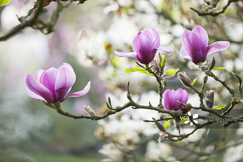 纺纱厂花园和苗圃，汉普郡：木兰宁静的粉红色花朵图片素材