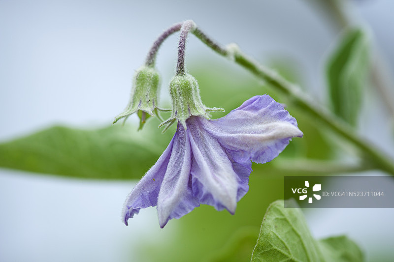 西萨塞克斯郡韦斯特迪恩花园：茄子花朵特写图片素材