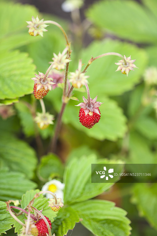 科文垂附近凯尼尔沃思城堡的伊丽莎白花园图片素材