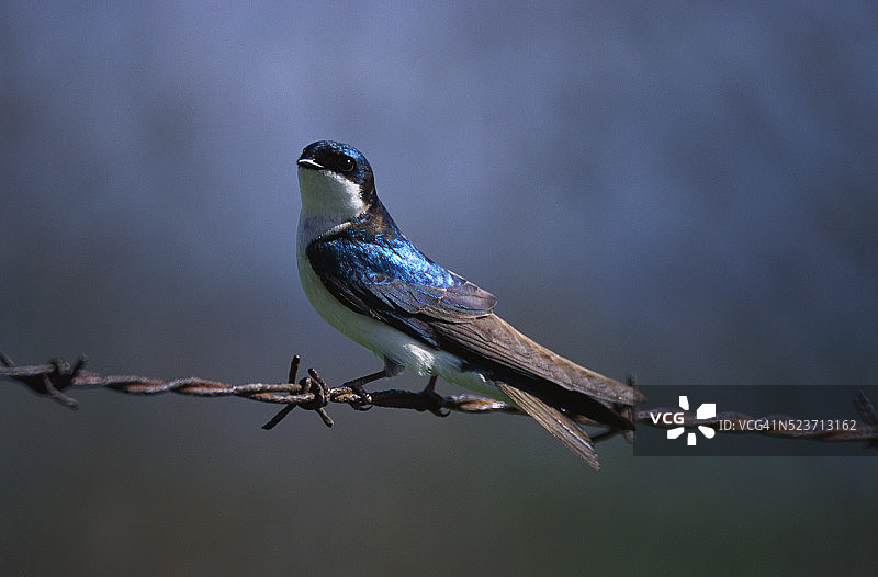 树燕子图片素材