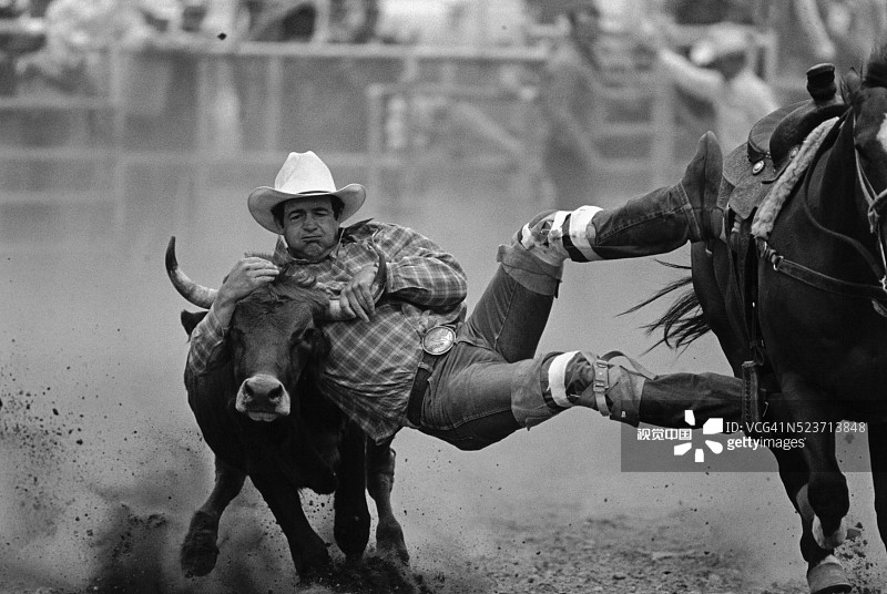牛仔竞技选手跳上小母牛图片素材