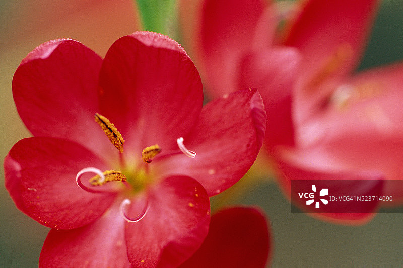 克风信子花特写图片素材