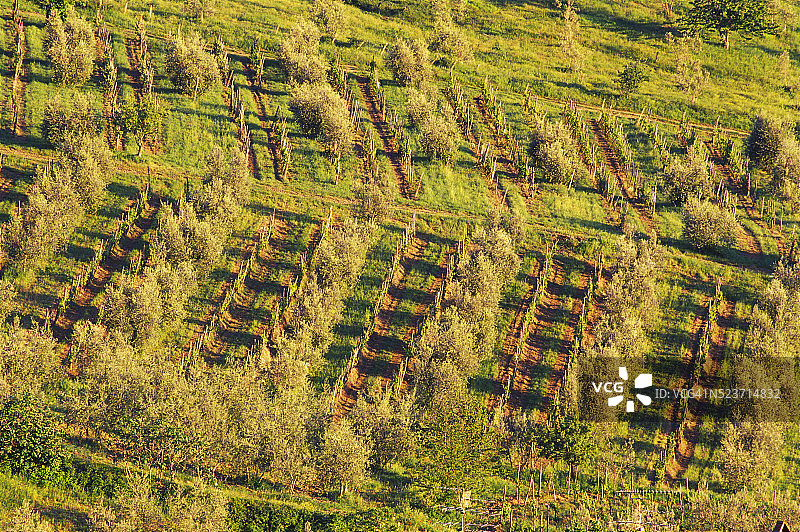 橄榄树林图片素材