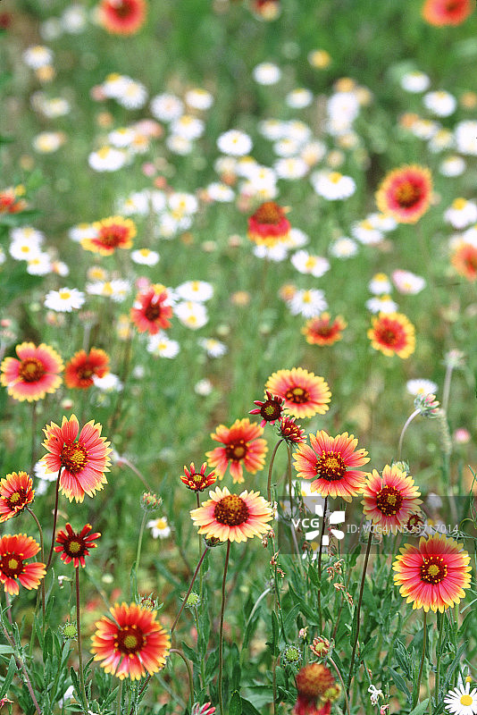 得克萨斯州野花图片素材