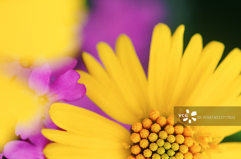 白顶葵花图片素材