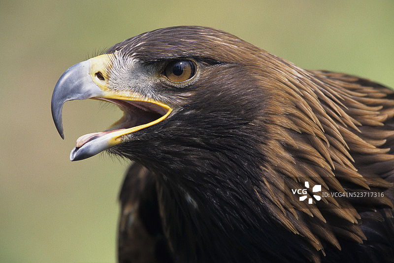 金雕头部轮廓图片素材