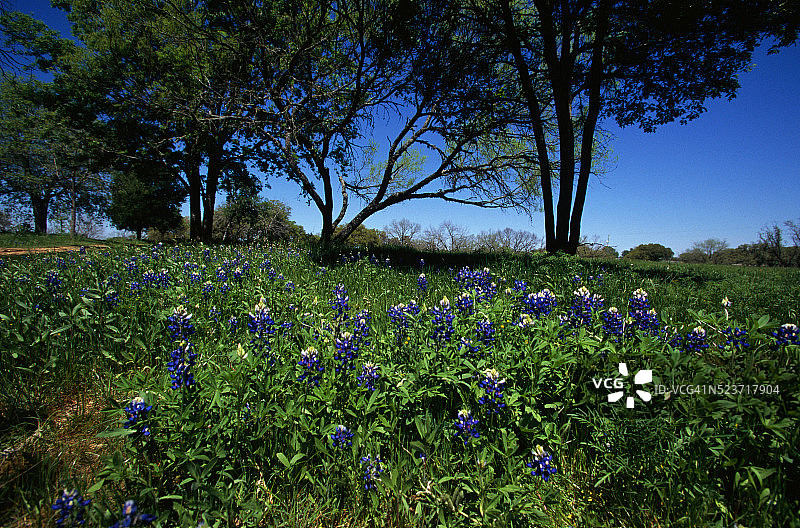 德克萨斯州的蓝色帽图片素材
