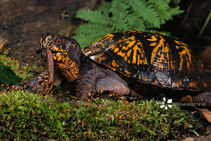 东箱龟正在吃蠕虫图片素材