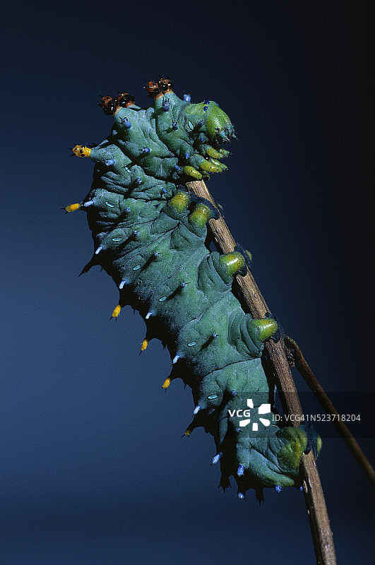 握住茎的北美大蚕蛾毛虫图片素材