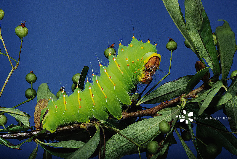 栖息在树枝上的大蚕蛾毛毛虫图片素材