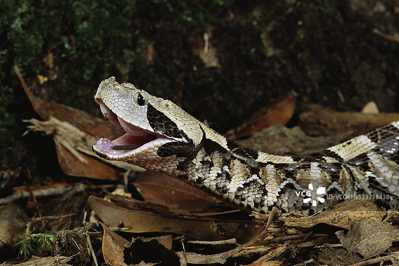 张开嘴的加蓬蝰蛇图片素材