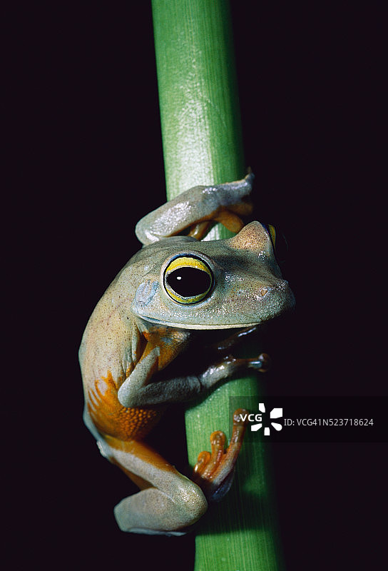 绿眼树蛙图片素材