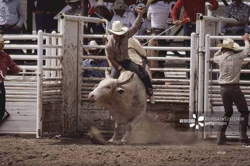 牛仔在竞技表演中骑牛图片素材