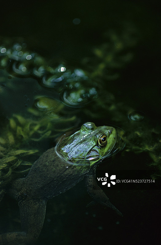 水中的牛蛙图片素材