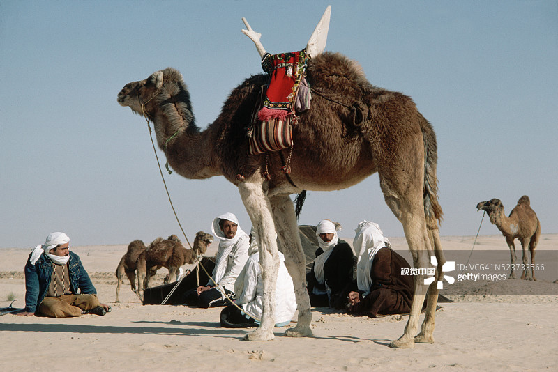 撒哈拉沙漠中骑骆驼的柏柏尔人图片素材