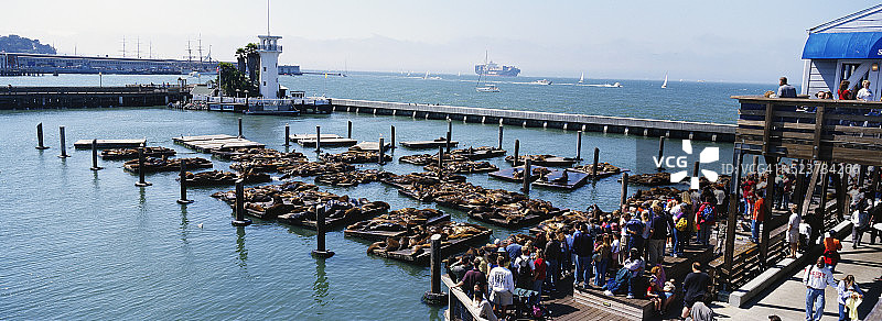 在39号码头观察海狮的人群图片素材