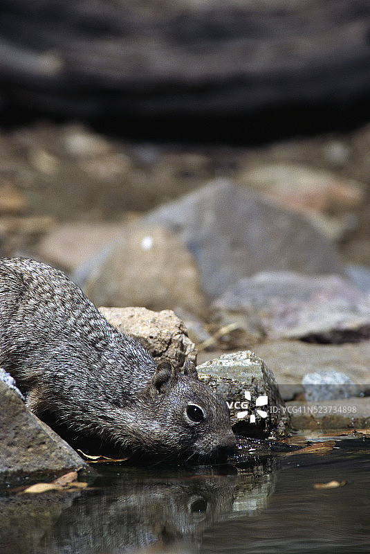 石松鼠在溪边饮水图片素材