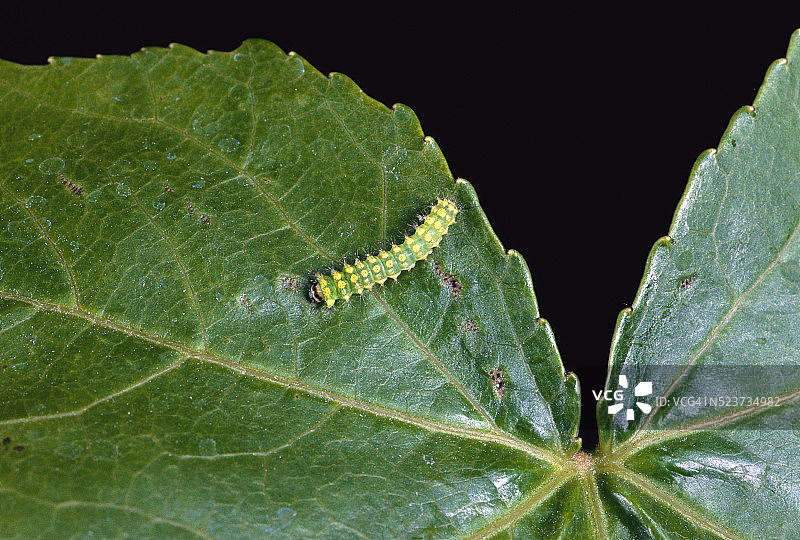 植物叶子上的大蚕蛾毛虫图片素材