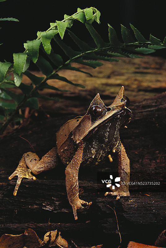 树桩上的马来亚叶蛙图片素材