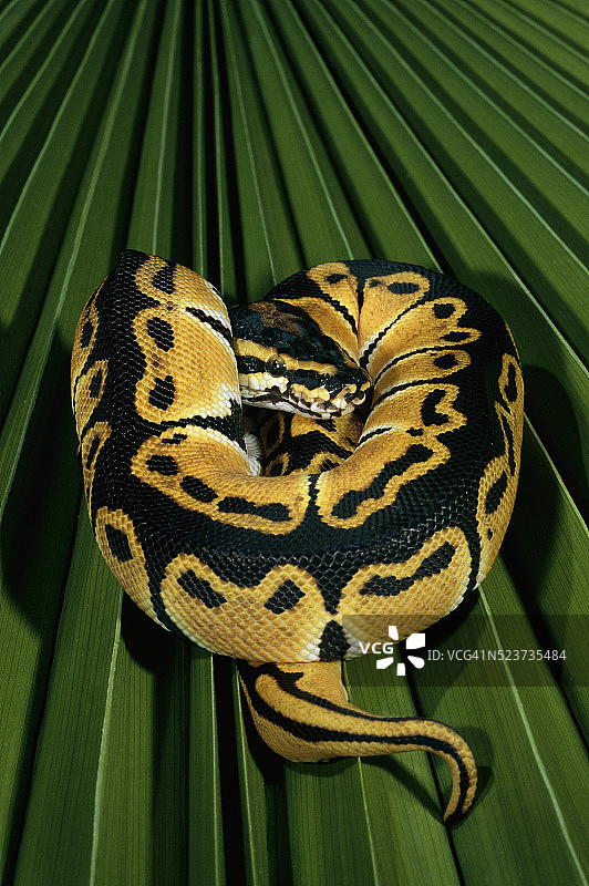 盘绕的球蟒图片素材