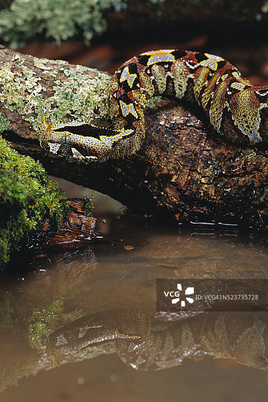 水上原木上的犀牛蝰蛇图片素材
