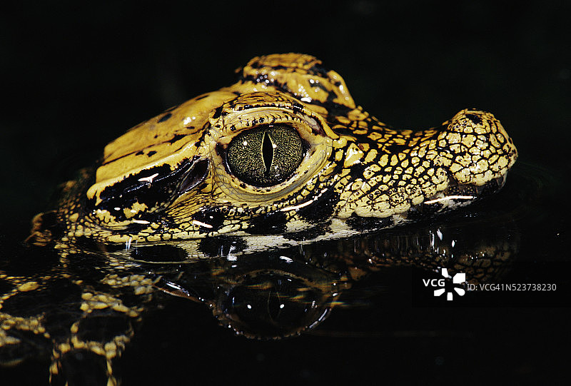 西非侏儒鳄图片素材