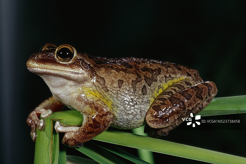 栖息在植物茎上的古巴树蛙图片素材