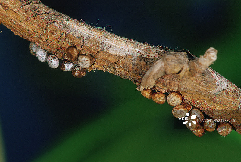 附在树枝上的月亮蛾卵图片素材