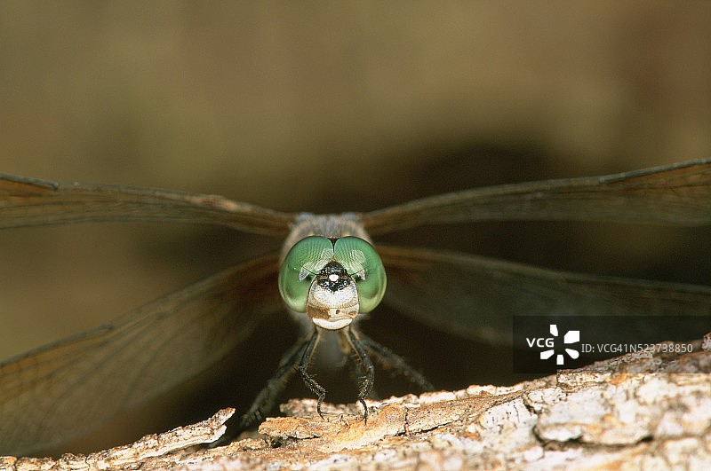 绿 darner 蜻蜓图片素材