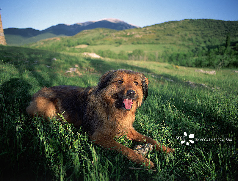 躺在田野里的小狗图片素材