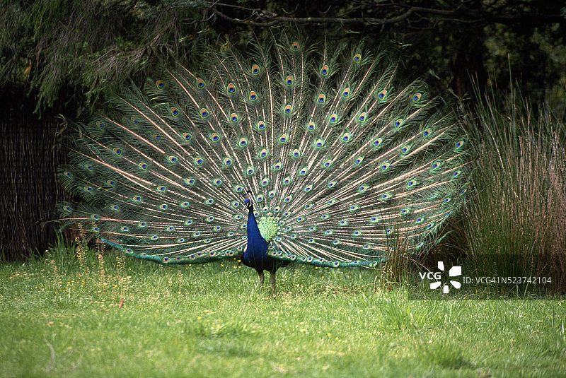 开屏的孔雀图片素材