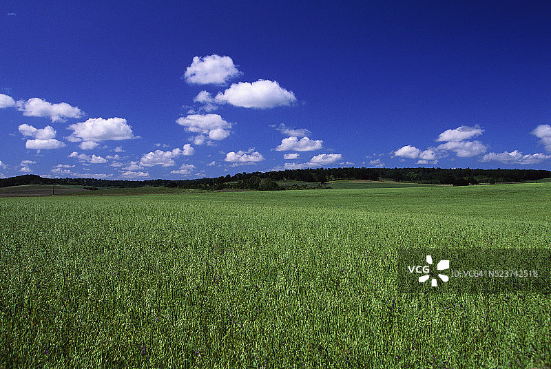 威拉米特河谷的苜蓿地图片素材