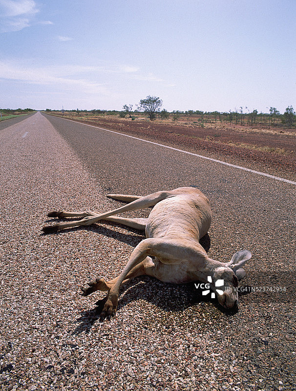 澳大利亚高速公路上的袋鼠尸体图片素材