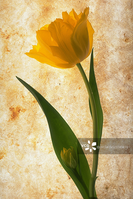 黄色鹦鹉郁金香图片素材