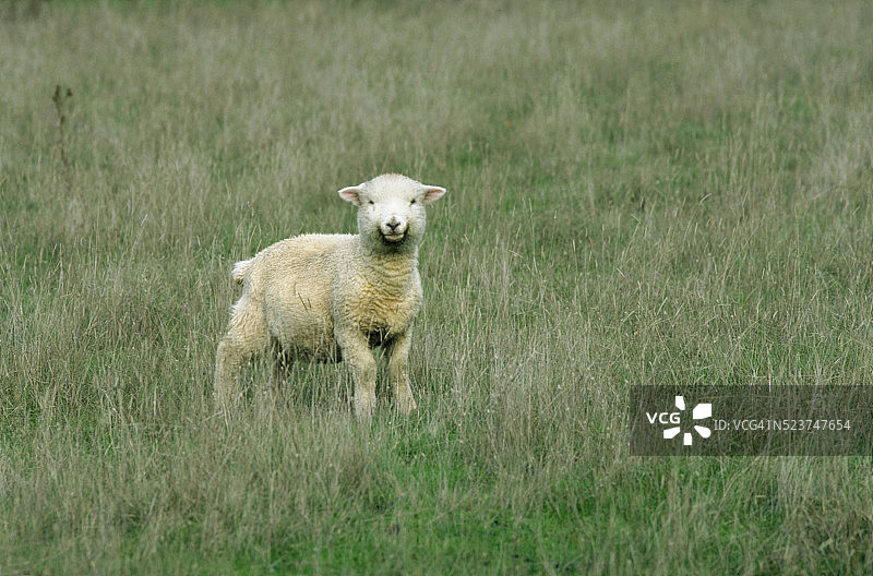 草地上的羔羊图片素材