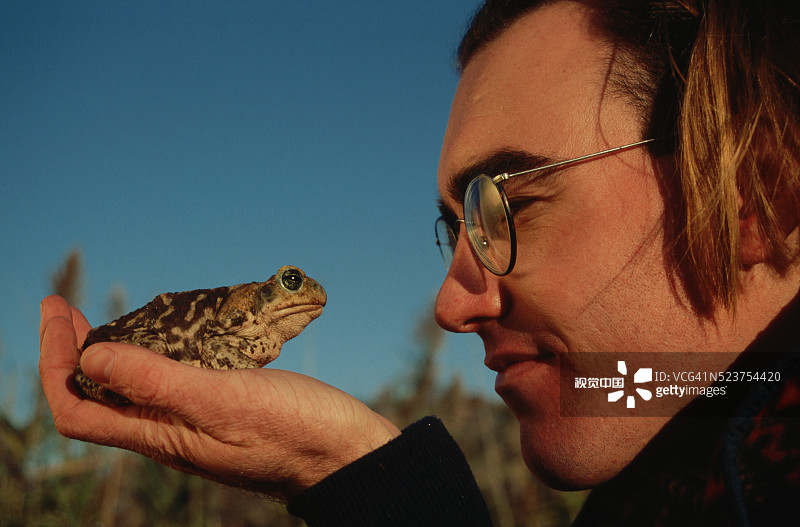 手持海蟾蜍的野外生物学家图片素材
