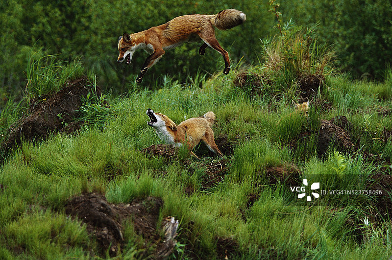 嬉戏的红狐图片素材
