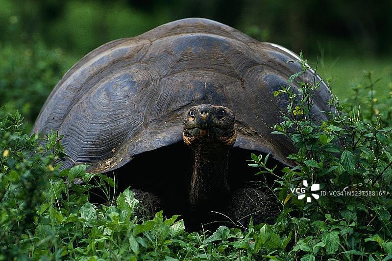 灌木丛中的加拉帕戈斯象龟图片素材