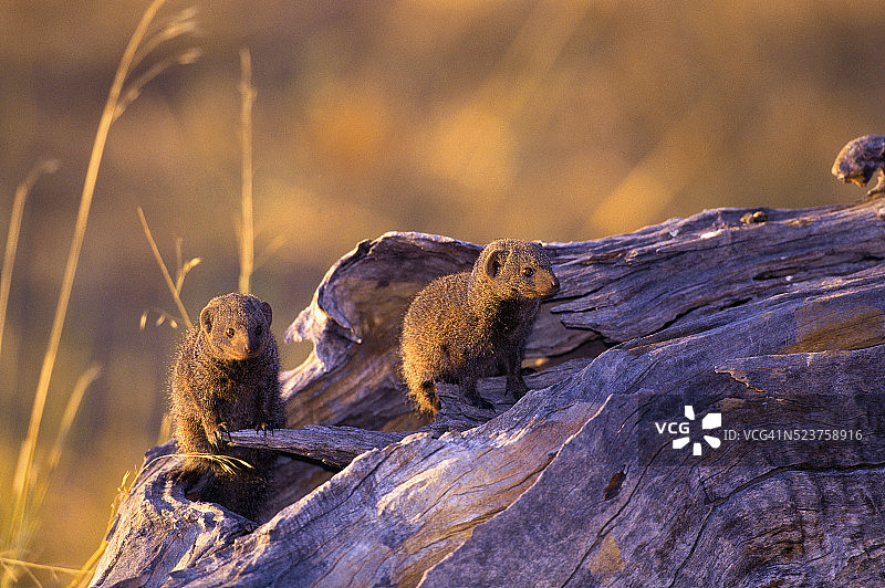 树桩上的侏儒獴图片素材