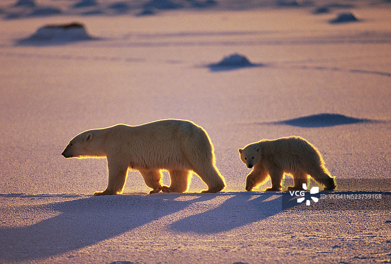 北极熊幼崽跟随母亲图片素材