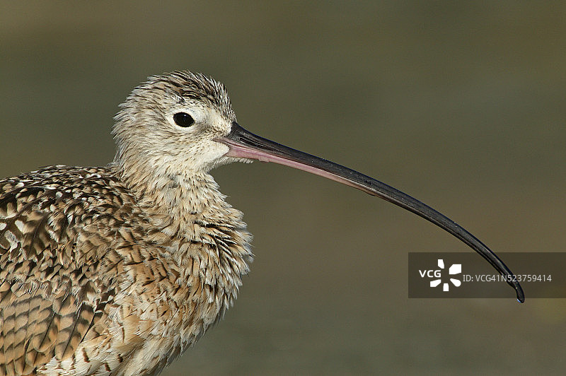 长嘴丘鹬头部特写图片素材