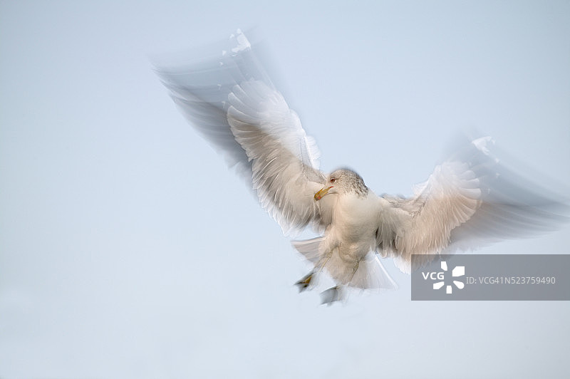 飞行中的加利福尼亚海鸥图片素材