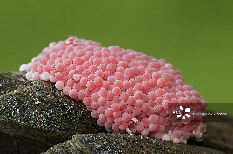 苹果螺卵在岩石上图片素材