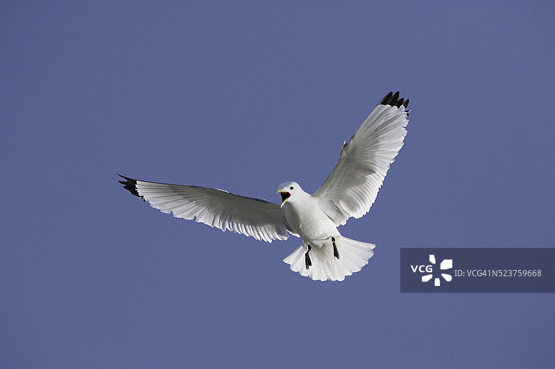 飞行中的黑腿三趾鸥图片素材